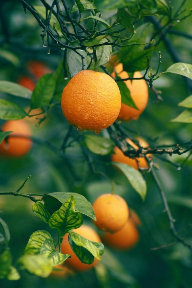 ليمون مشمس حساوي